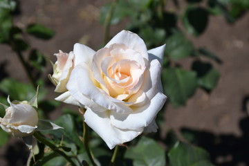 white and yellow rose