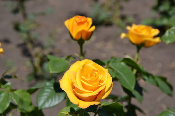 yellow rose in garden