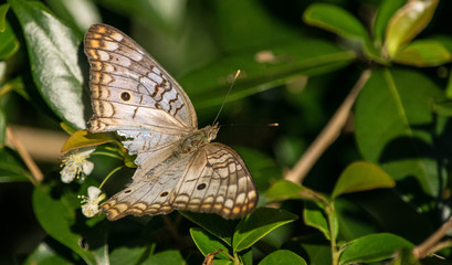 butterfly on leaf