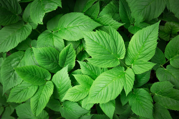 green  macro background with  leaves and raindrops