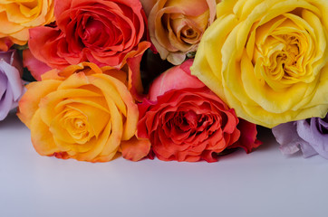 Plenty of multi colored roses copy space backdrop.