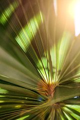 A closeup of a green leaf of a palm tree. Texture.