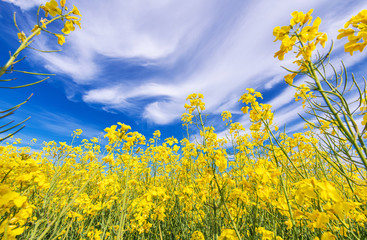 Obraz premium Flowering Oilseed Rape Field Closeup with Blue Cloudy Sky Above.