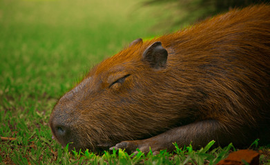 capybara dream