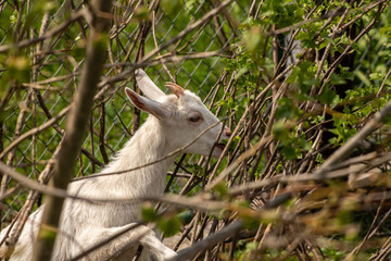 Small domestic goat in branches