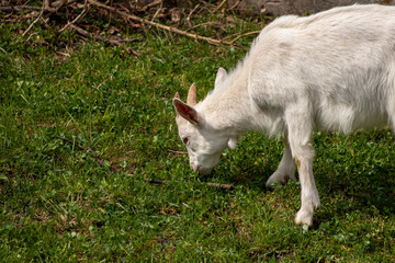 Naklejka na ściany i meble Small white domestic goat grazing, close up