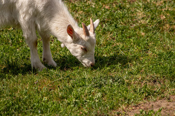 Small pretty domestic goat grazing