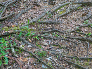 roots in the ground