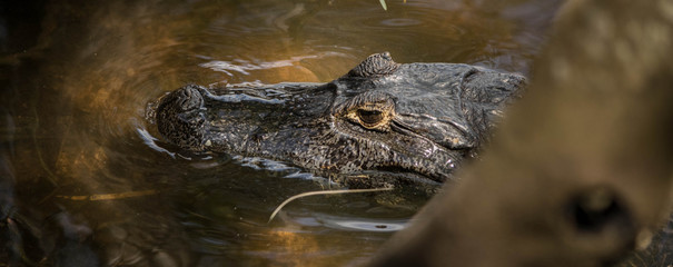 alligator in the swamp