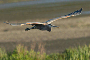 Great blue heron flying in the wild in North California at sunset