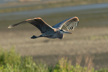 Great blue heron flying in the wild in North California at sunset