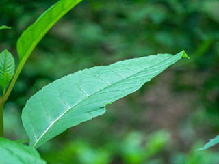 close up of green leaf