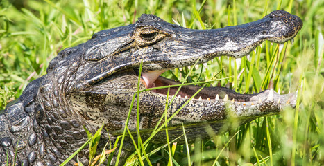 alligator in the swamp
