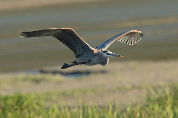 Great blue heron flying in the wild in North California at sunset