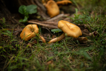 Wild yellow mushroom