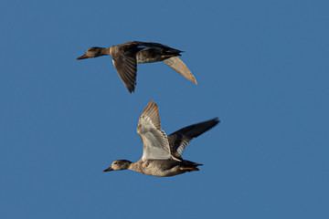 Fototapeta na wymiar Wild ducks couple, seen in a North California marsh