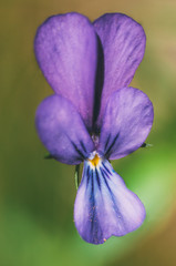 Palencia violet (Viola bubanii) the Montseny. Selective focus