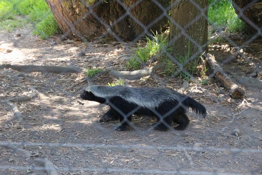 A quick running honey badger in the spacious Jukani Wildlife Sanctuary, near Plettenberg Bay, South Africa, Africa.