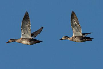 Wild ducks couple,  seen in a North California marsh