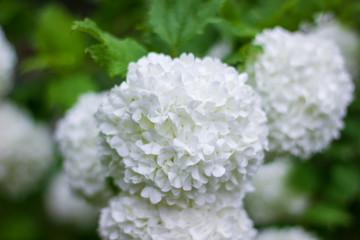 white lilac flowers, white lilac flowers in spring, white flowers on the tree