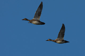 Wild ducks couple,  seen in a North California marsh