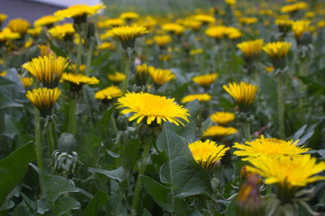 yellow dandelions on a meadow