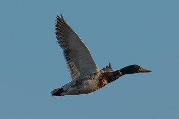 Male wild duck flying in beautiful light, seen in a North California marsh