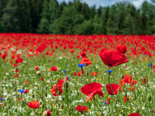 Red Poppy field with forest background and cloudy sky