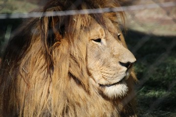 Fototapeta na wymiar Portrait of a beautiful, majestic male African Lion in the Jukani Wildlife Sanctuary, near Plettenberg Bay, South Africa, Africa. The Sanctuary is the winner of the 2019 Sustainable Tourism Award.