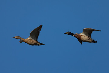 Wild ducks couple,  seen in a North California marsh