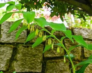 Solomon‘s seal, Polygonatum multiflorum. Green stem with tubular, bell shaped