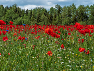 Fototapeta na wymiar Red Poppy field with forest background and cloudy sky