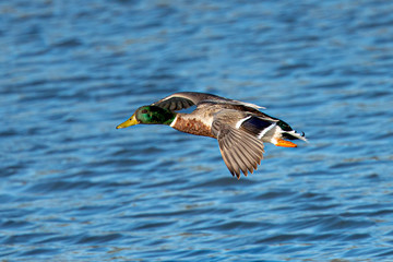 Obraz premium Male wild duck flying in beautiful light, seen in a North California marsh