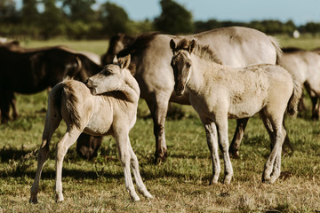 Fototapeta na wymiar mare and foal