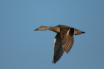 Female wild duck flying, seen in the wild in a North California marsh