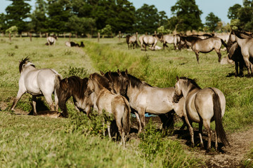 Fototapeta premium wild horses