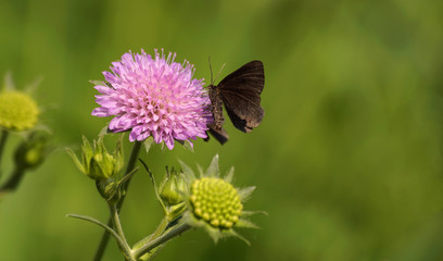 czarny motylek © Robert Borek