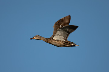 Female wild duck flying, seen in the wild in a North California marsh