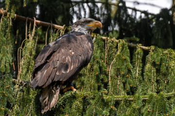 A bald eagle sits in a tree