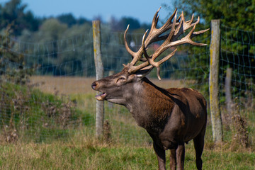 A red deer stands in a meadow