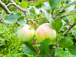 green apples on a tree after rain. apples with raindrops