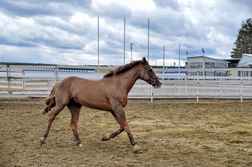 horse galloping in the stadium