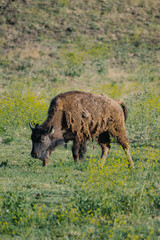 American Bison in San Francisco