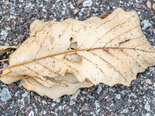leaf on the ground