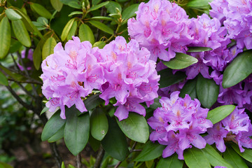 Close up of Rhododendron purple flowers_ Baden-Baden, Germany