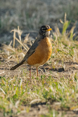American Robin