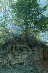 Tree with bare roots on the scree with lens flare