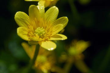 Yellow flower in the garden on the green and dark background