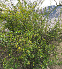 Fototapeta na wymiar Beautiful yellow flowers and green leaves on a currant bush. spring currant bush blooms