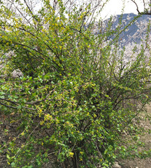 Beautiful yellow flowers and green leaves on a currant bush. spring currant bush blooms